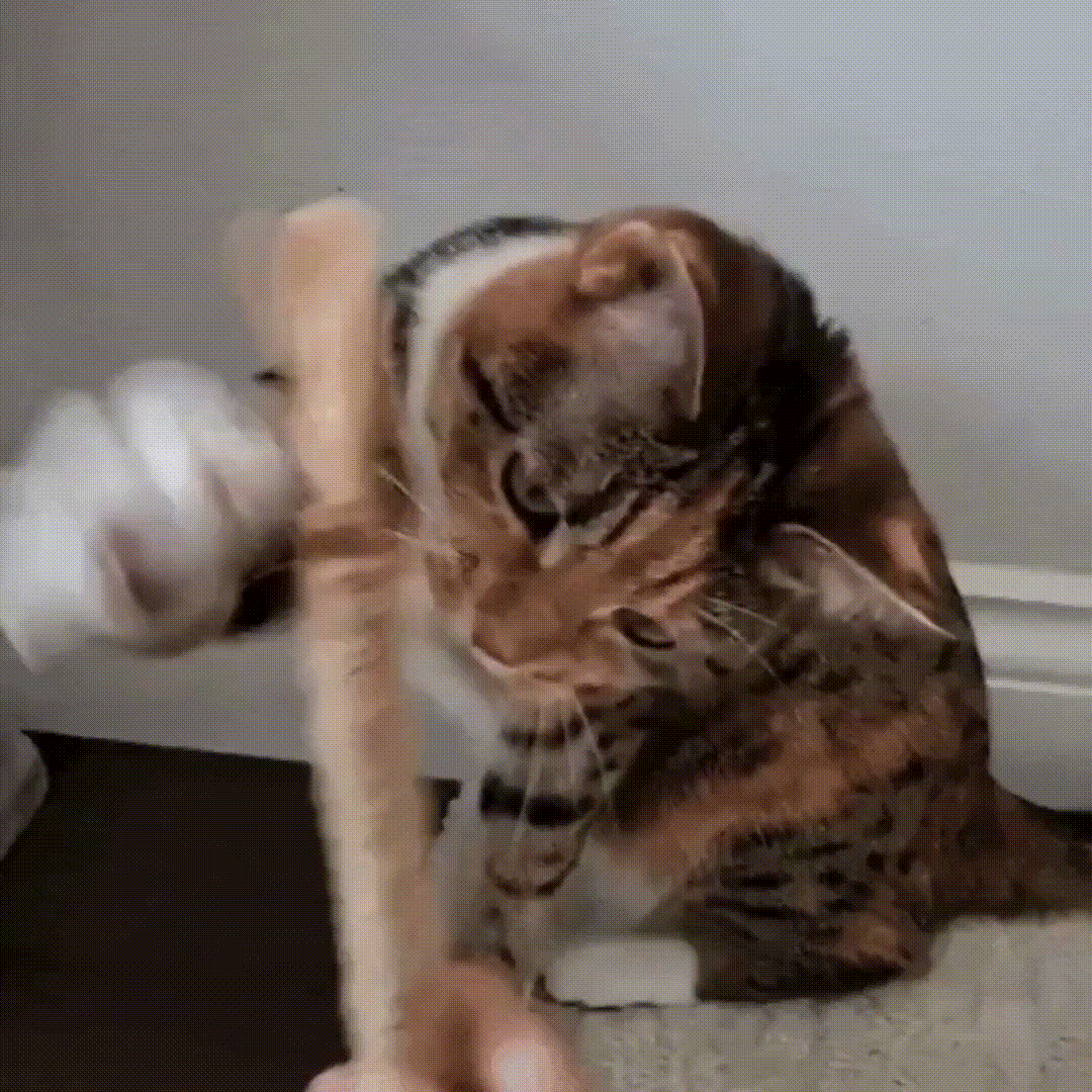 3x Bastoncini masticabili per l'igiene dentale